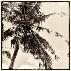 Palm Tree Sepia II | Obraz na stenu