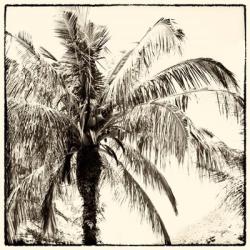 Palm Tree Sepia III | Obraz na stenu