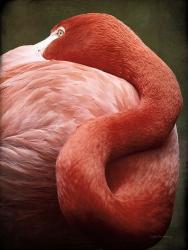 Caribbean Flamingo I | Obraz na stenu