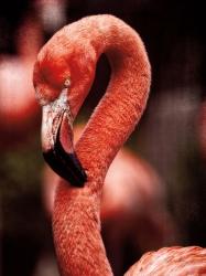 Caribbean Flamingo II | Obraz na stenu