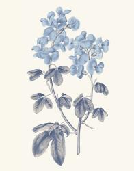 Blue Botanical III | Obraz na stenu