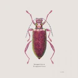 Adorning Coleoptera VI Sq Claret | Obraz na stenu