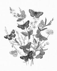 Butterfly Bouquet I Linen BW I | Obraz na stenu