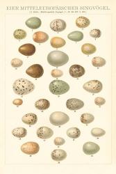 Songbird Egg Chart | Obraz na stenu