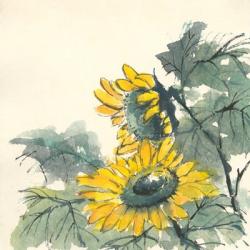 Sunflower II | Obraz na stenu