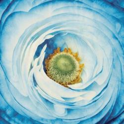 White Peony with Blue | Obraz na stenu