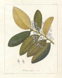 Botanical Heritiera v2 | Obraz na stenu