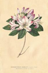 Rhododendron Vintage | Obraz na stenu