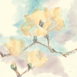 Magnolias in White I | Obraz na stenu