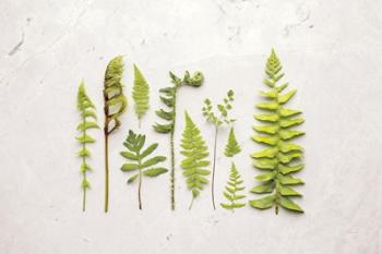 Flat Lay Ferns I | Obraz na stenu