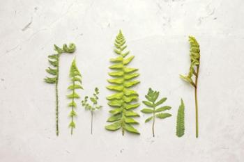 Flat Lay Ferns II | Obraz na stenu