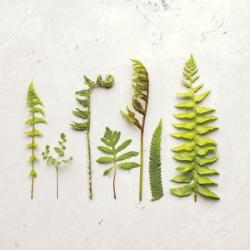 Flat Lay Ferns IV | Obraz na stenu