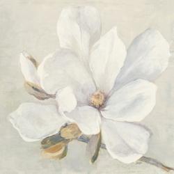 Serene Magnolia | Obraz na stenu