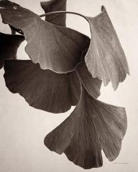 Gingko Sepia | Obraz na stenu