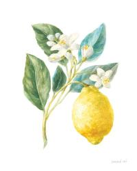 Floursack Lemon I on White | Obraz na stenu