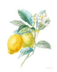 Floursack Lemon II on White | Obraz na stenu