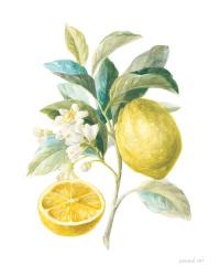 Floursack Lemon III on White | Obraz na stenu