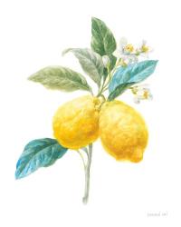 Floursack Lemon IV on White | Obraz na stenu
