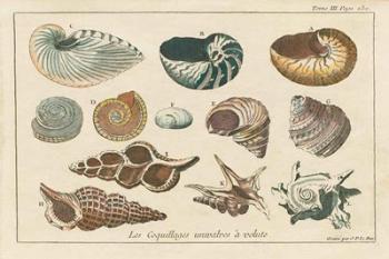 Shell Etchings I | Obraz na stenu