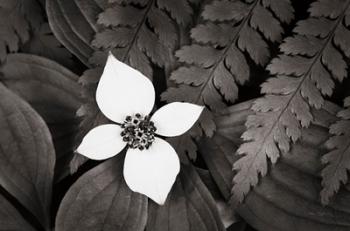 Bunchberry and Ferns I BW | Obraz na stenu