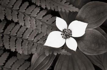 Bunchberry and Ferns II BW | Obraz na stenu