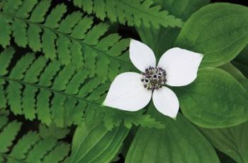 Bunchberry and Ferns II color | Obraz na stenu