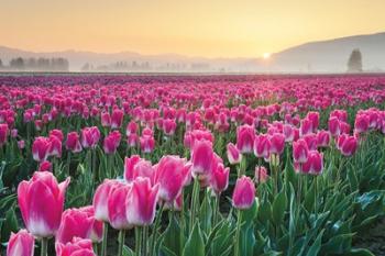 Skagit Valley Tulips I | Obraz na stenu