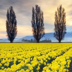 Skagit Valley Daffodils II | Obraz na stenu