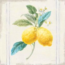 Floursack Lemons III Sq Navy | Obraz na stenu