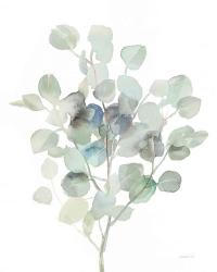 Eucalyptus III Cool | Obraz na stenu