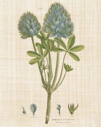 Herbal Botany XV Linen Crop | Obraz na stenu