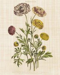 Herbal Botany XXII v2 Linen Crop | Obraz na stenu