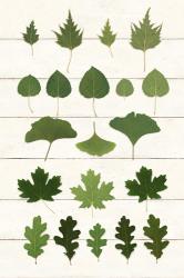 Leaf Chart I Shiplap | Obraz na stenu