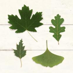 Leaf Chart II Shiplap | Obraz na stenu