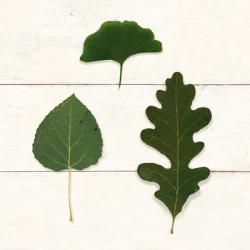 Leaf Chart III Shiplap | Obraz na stenu