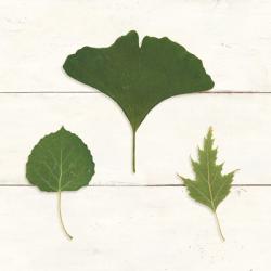 Leaf Chart IV Shiplap | Obraz na stenu