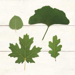 Leaf Chart V Shiplap | Obraz na stenu