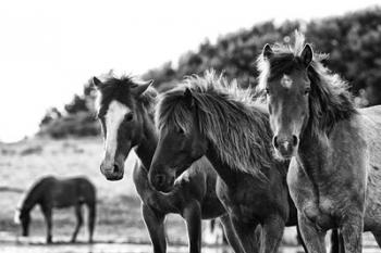 Horses Three | Obraz na stenu