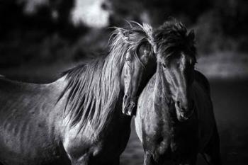 Buddies | Obraz na stenu