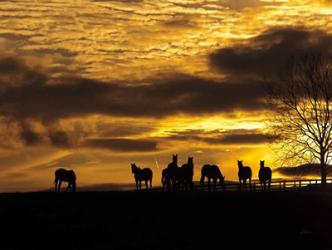 Horses at Sunset | Obraz na stenu
