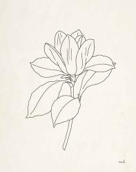 Magnolia Line Drawing | Obraz na stenu