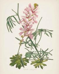 Antique Botanical LVII Cream | Obraz na stenu