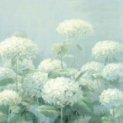 White Hydrangea Garden Sage Crop | Obraz na stenu