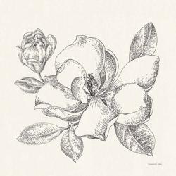 Flower Sketches II | Obraz na stenu