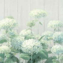 White Hydrangea Garden Sage on Wood Crop | Obraz na stenu