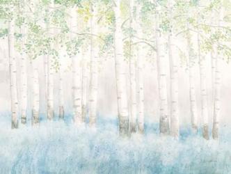 Soft Birches | Obraz na stenu