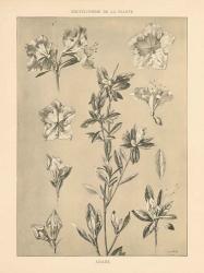 Lithograph Florals I | Obraz na stenu