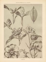 Lithograph Florals II | Obraz na stenu