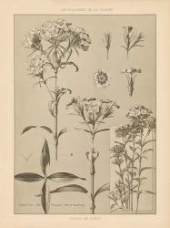 Lithograph Florals III | Obraz na stenu