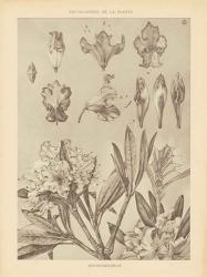 Lithograph Florals IV | Obraz na stenu